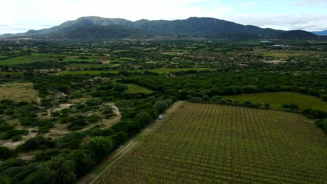 Aerial shot drone flies backwards from mountain over empty vineyard and white bodega
