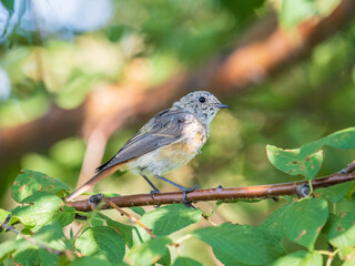 Obraz premium The common redstart, Phoenicurus phoenicurus, young bird, is photographed in close-up sitting on a branch against a blurred background.