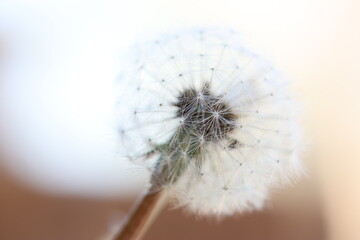Dandelion seed head