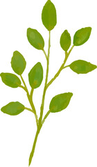 watercolor leaves, vector, design, illustration, graphic