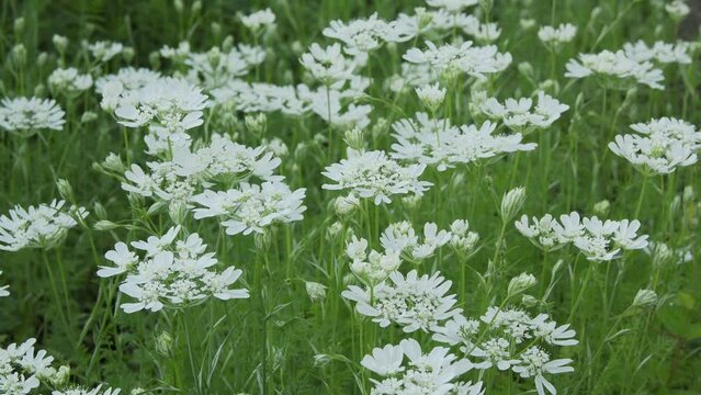 
Tokyo, Japan - May 10, 2023: Orlaya grandiflora or white lace flower
