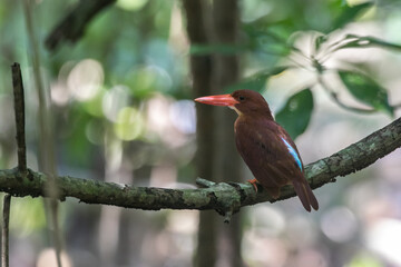 Ruddy Kingfisher in the mangroves of Thailand