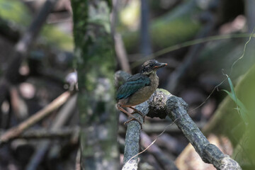Mangrove pitta feeds young birds that have just left the nest in the mangroves.