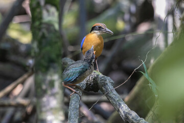 Mangrove pitta feeds young birds that have just left the nest in the mangroves.