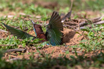 Blue-throated Bee-eater Digging a hole to build a nest in the sandy soil.