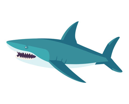 Swimming shark design