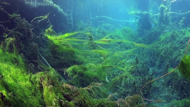 mullet fish in the river and underwater view. fresh water