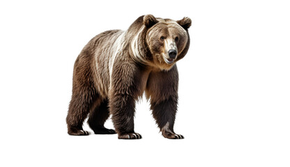 Bear isolated on transparent background. 3D render.