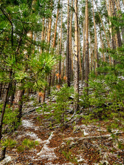 pine trunks on the hillside at the beginning of winter