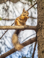 Obraz premium The squirrel with nut sits on tree in the autumn. Eurasian red squirrel, Sciurus vulgaris.