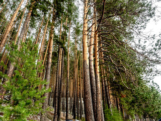 dense pine forest on the hillside along the tourist trail in the middle Urals