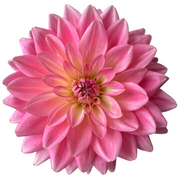 Pink Yellow Blooming Dahlia Flowers