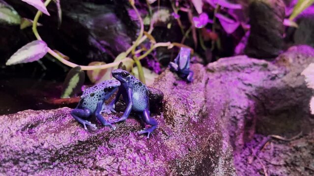 Blue Poison Dart Frogs, Dyeing Poison Dart Frog On Rock In Pink Light Terrarium. Dyeing poison frog - Dendrobates tinctorius. Zoom out
