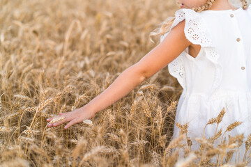 a little blonde girl with pigtails stands with her back and touches ears of corn in a rye field with her hands, the concept of nature and grain harvest