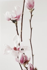 Magnolia flowers on a beige background. Botanical fine art poster. Floral card. Neutral colors