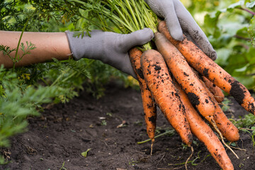 Carrot in the hand. Big bunch of carrots in a female hand on a background of the garden....