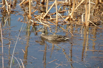 Mallard In the Marsh