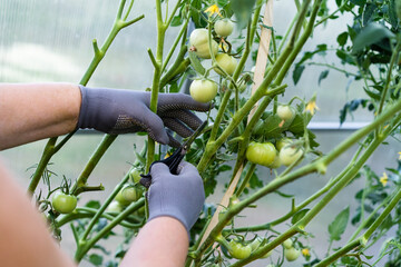 a young girl takes care of vegetables in the garden, prunes with scissors, forms bushes, prunes...