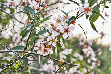 Almond flowers closeup. Flowering branches of an almond tree in an orchard. Prunus dulcis, Prunus amygdalus, almond blossom in bloom