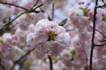 日本の春の風景・桜