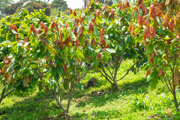 Fototapeta premium Cocoa tree plantation in harvest