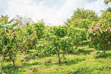 Fototapeta na wymiar Cocoa tree plantation in harvest