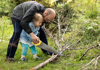 Father and child work together in the garden, cutting down dry tree branches with a hand saw. Family working in the garden