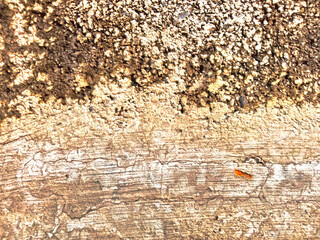 Beautiful and unusual patterned texture background