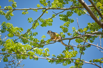 Monkey sitting is a tree at Wildlands Emmen, 1 may 2023