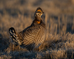 Greater Prairie Chicken