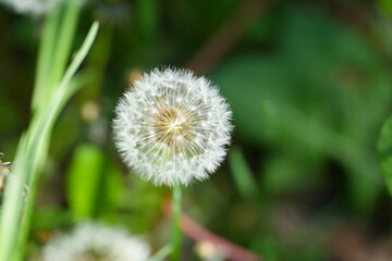 dandelion. dandelion in the sun. outdoor photo.