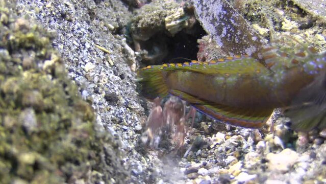close-up of Banded Shrimpgoby guarding its burrow while its roommate, an Alpheus shrimp, is shoveling sand in background