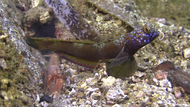 Underwater shot of Banded Shrimpgoby guarding its burrow while its roommate, an Alpheus shrimp, is shoveling sand in background. Medium shot showing all body parts