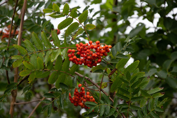 European Mountain Ash, Rowan tree.