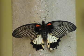 Fototapeta na wymiar Papilio memnon landed on the cement wall