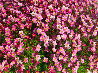 Fototapeta premium Blühender Moos-Steinbrech, Saxifraga, Nahaufnahme