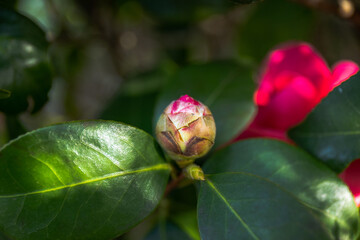 Obraz premium Tsubomi