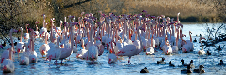 Groupe de flamants roses 