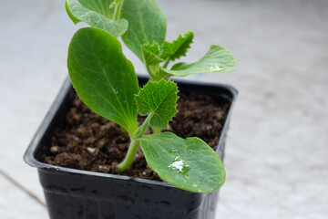 Cucumber sprouts in a plastic pot with soil ready to transplant.