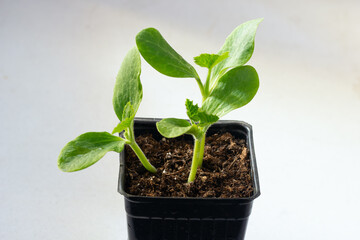 Cucumber sprouts in a plastic pot with soil ready to transplant.