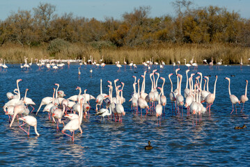 Groupe de flamants roses 