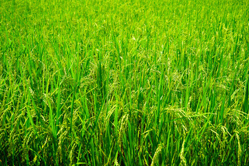 The integrity of the rice fields that uses machines to control quality and quantity throughout the cultivation process. 