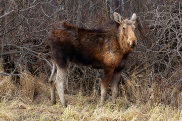 Moose is standing alone in the wood in early spring.