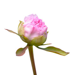 Obraz premium Pink peony bud with sepal on white
