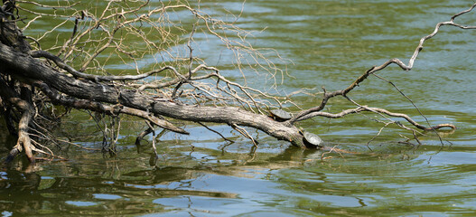 turtles sitting on the branch of a tree in the sun.