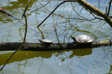 turtles sitting on the branch of a tree in the sun.
