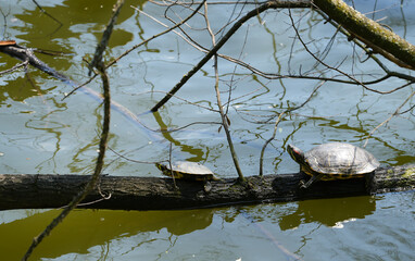 turtles sitting on the branch of a tree in the sun.