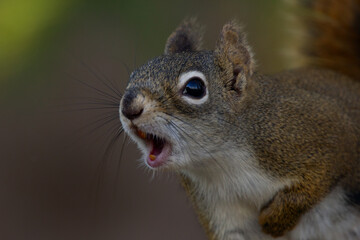 American red squirrel is barking and screaming in spring in the forest.