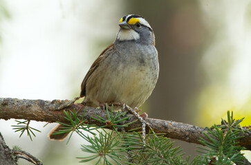 White-throated sparrow is perched on a fir branch in the foret in spring.