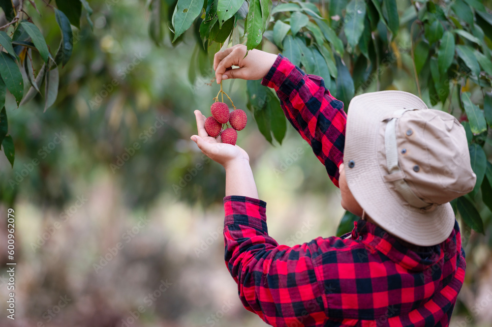 Wall mural Asian farmer woman harvesting freshly ripe lychees on the tree Ripe lychee fruit on the tree in the Asian farm garden